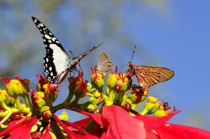 butterfly macrophotography