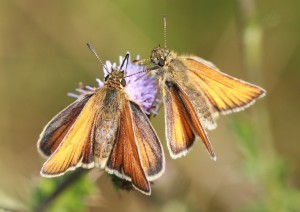 skipper macro photography